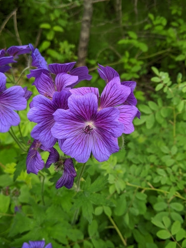 Wspaniały Cranesbill — Bild 3