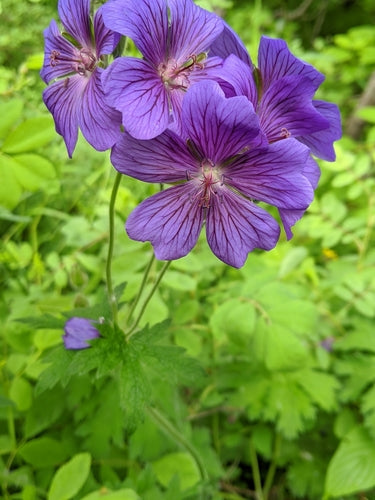 Wspaniały Cranesbill — Bild 2