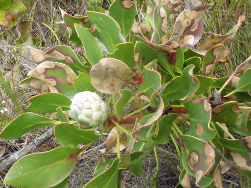 Protea — Bild 1