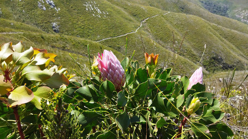 Protea — Bild 5