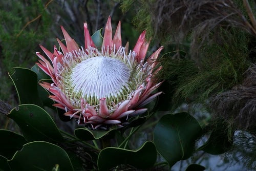 Protea — zdjęcie 4 z 9