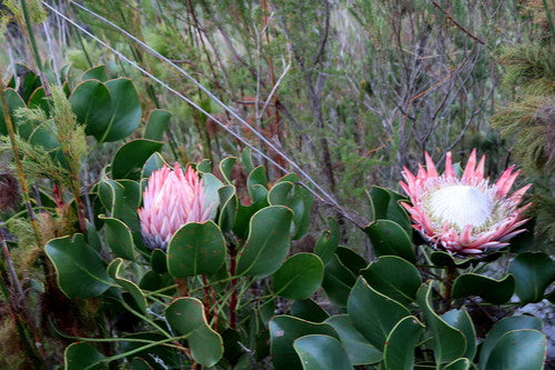 Protea — zdjęcie 2 z 9