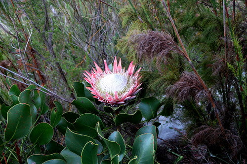 Protea — zdjęcie 3 z 9