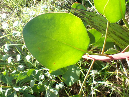 Protea — Bild 3