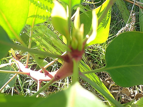 Protea — Bild 2