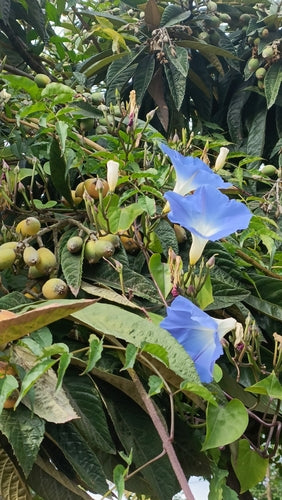 Powój — Bild 2