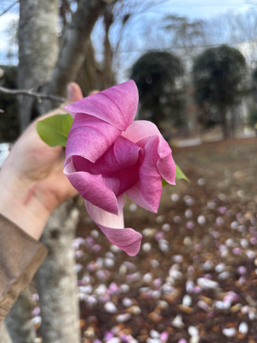 Fioletowa magnolia — Bild 1