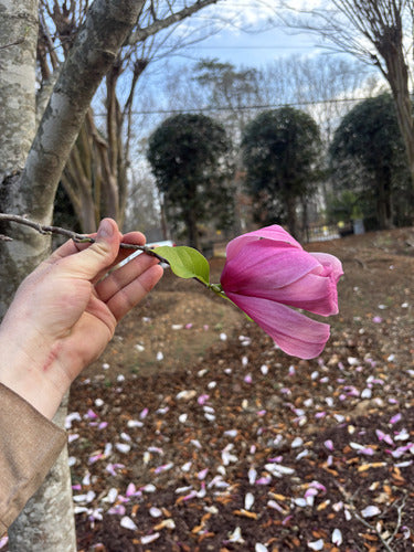 Fioletowa magnolia — Bild 2