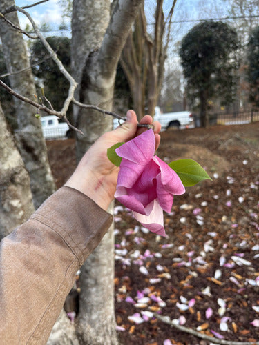 Fioletowa magnolia — Bild 3
