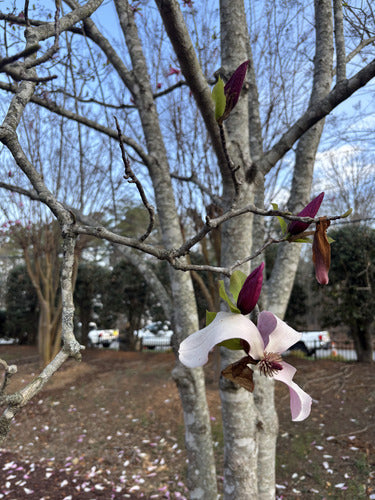 Fioletowa magnolia — Bild 5