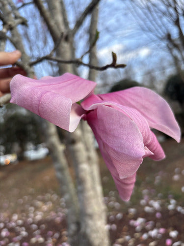 Fioletowa magnolia — Bild 4