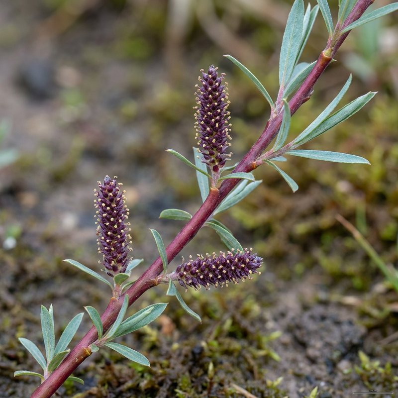 Fioletowa wierzba