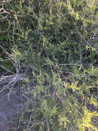 Fioletowa wierzba — Bild 3