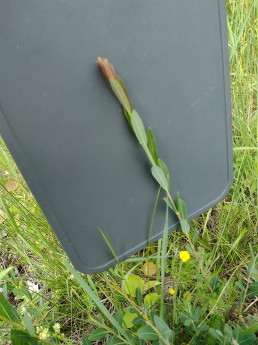 Fioletowa wierzba — zdjęcie 4 z 10