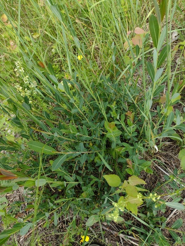 Fioletowa wierzba — Bild 5