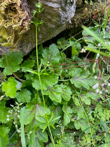 Fioletowe dzwonki — Bild 4