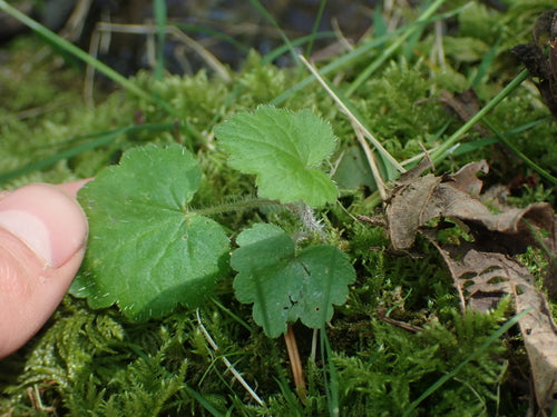 Fioletowe dzwonki — Bild 5