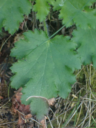 Fioletowe dzwonki — Bild 2