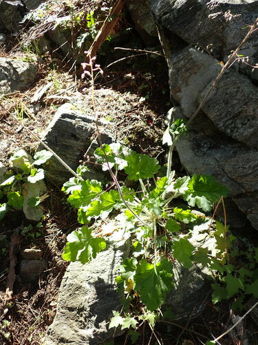Fioletowe dzwonki — Bild 5