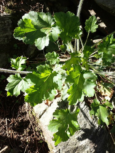 Fioletowe dzwonki — Bild 4