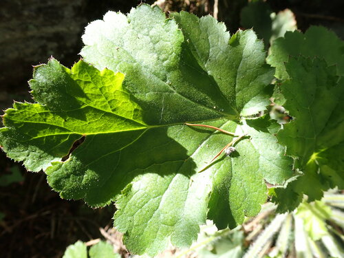 Fioletowe dzwonki — Bild 3