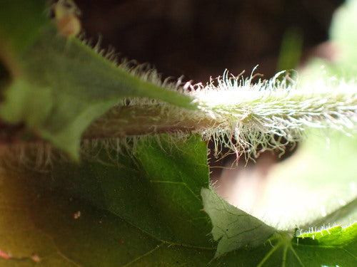 Fioletowe dzwonki — Bild 2