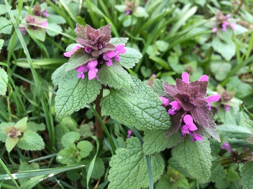 Pokrzywa fioletowa — Bild 4