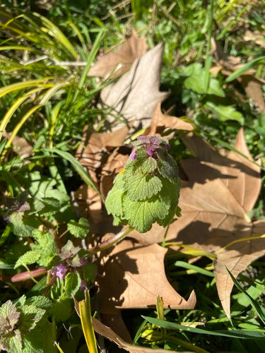 Pokrzywa fioletowa — Bild 2