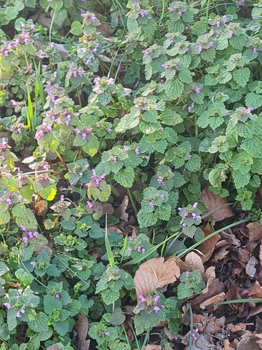 Pokrzywa fioletowa — Bild 5