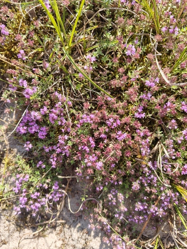 Quendel — Bild 4