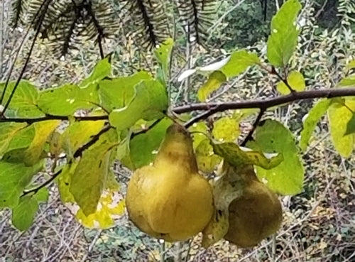Pigwy — Bild 3