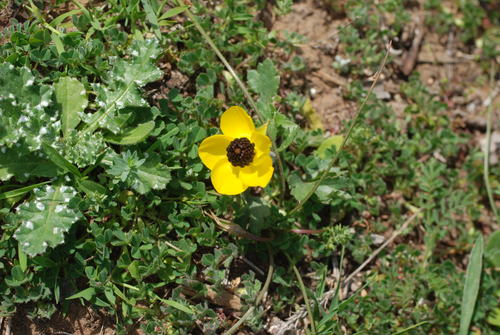 Jaskier — Bild 5