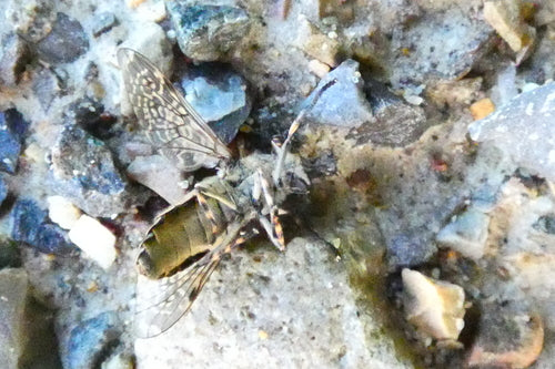 Hamulec deszczowy — Bild 1