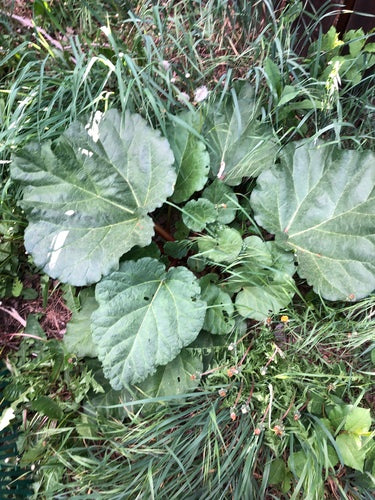 rabarbar — Bild 2