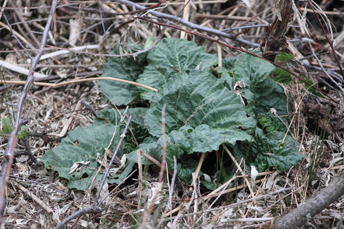 rabarbar — Bild 3