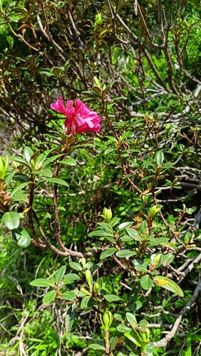 rododendron - Bild 5