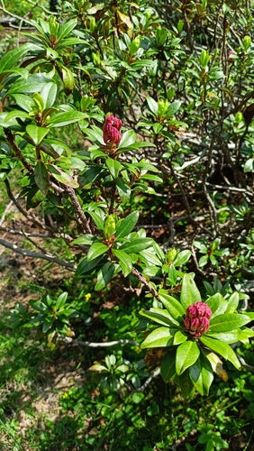 rododendron - Bild 6