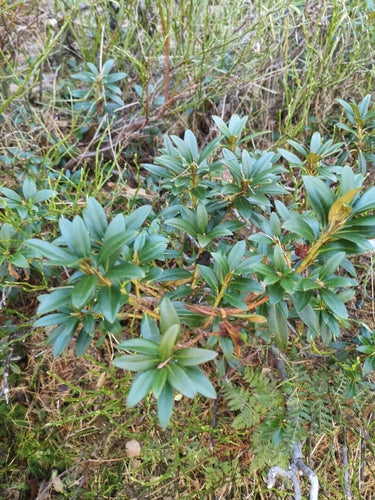 rododendron - Bild 3