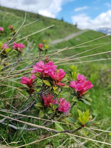 rododendron - Bild 4