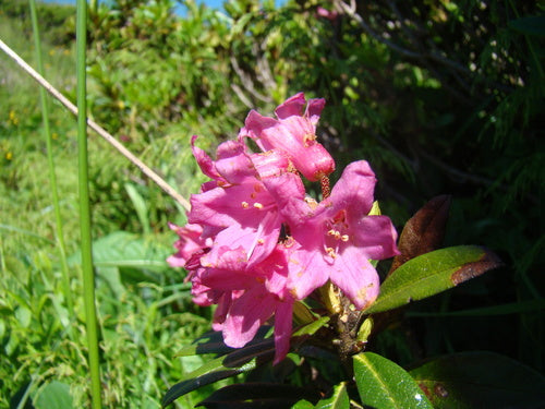 rododendron — zdjęcie 5 z 11