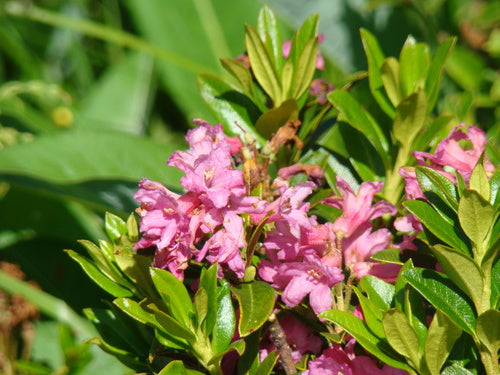 rododendron — Bild 4