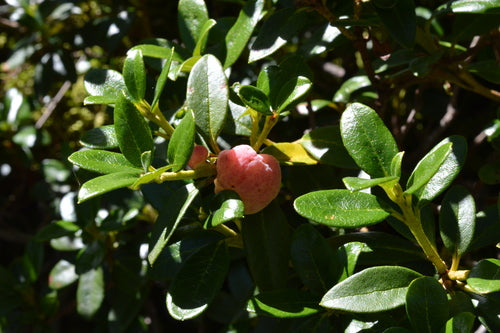 rododendron - Bild 1
