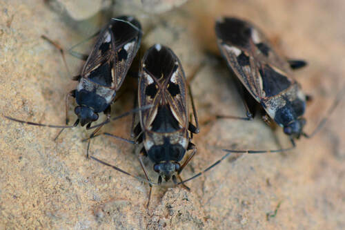 Rhyparochromus Pini — Bild 2