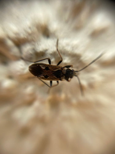 Rhyparochromus Pini — Bild 3