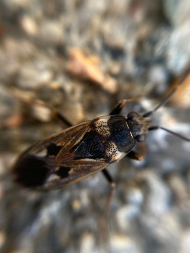 Rhyparochromus Pini — Bild 4