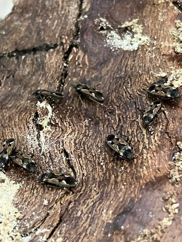 Rhyparochromus Pini — Bild 3