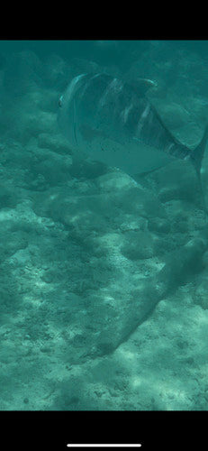 Gigantyczny trevally — zdjęcie 3 z 8
