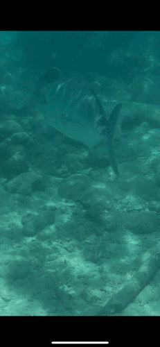 Gigantyczny trevally — zdjęcie 2 z 8