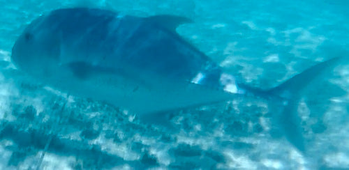 Gigantyczny trevally — zdjęcie 4 z 8