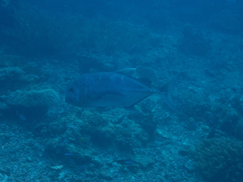 Gigantyczny trevally — zdjęcie 5 z 8
